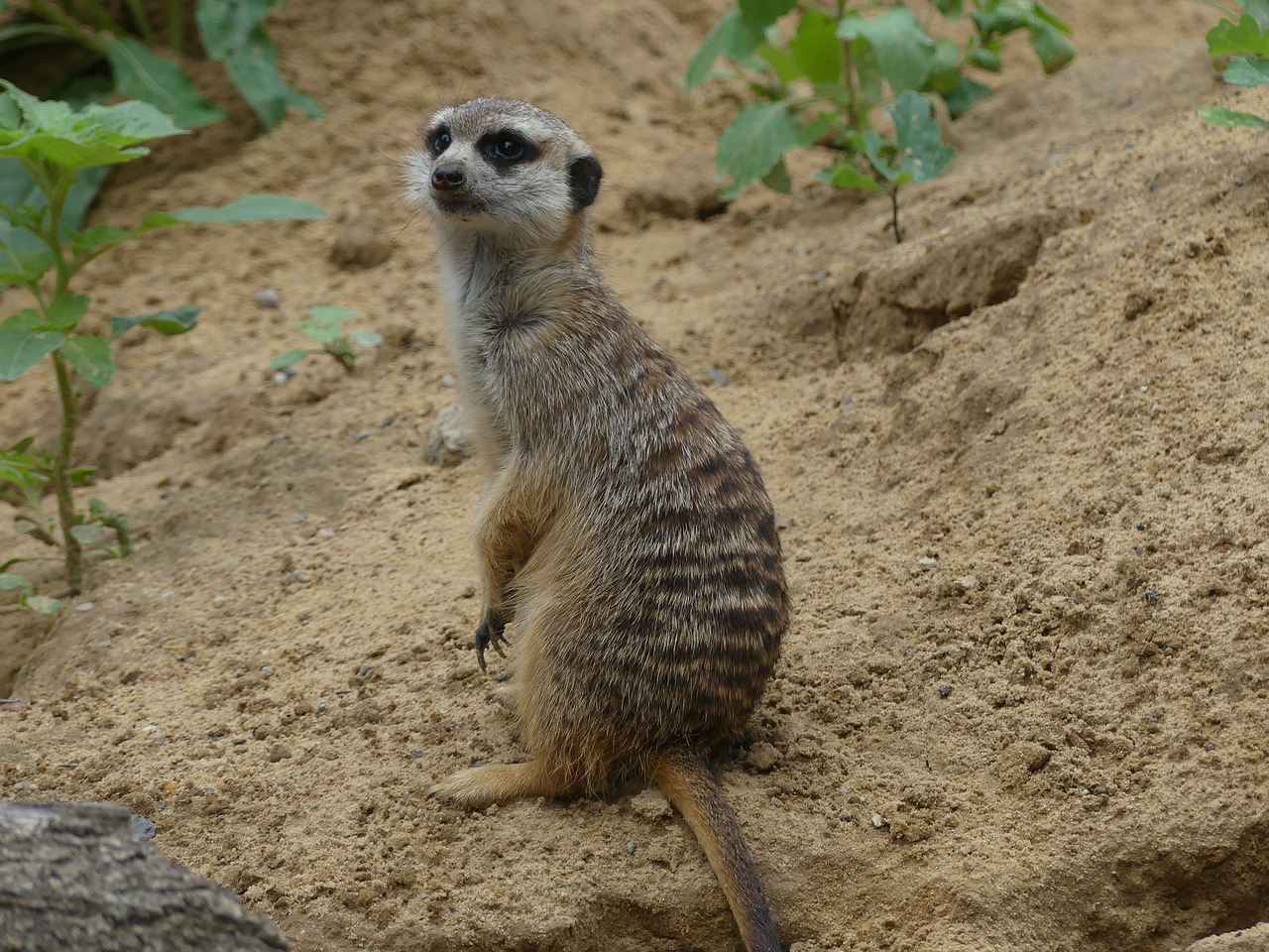 meerkat  wildlife  africa free photo