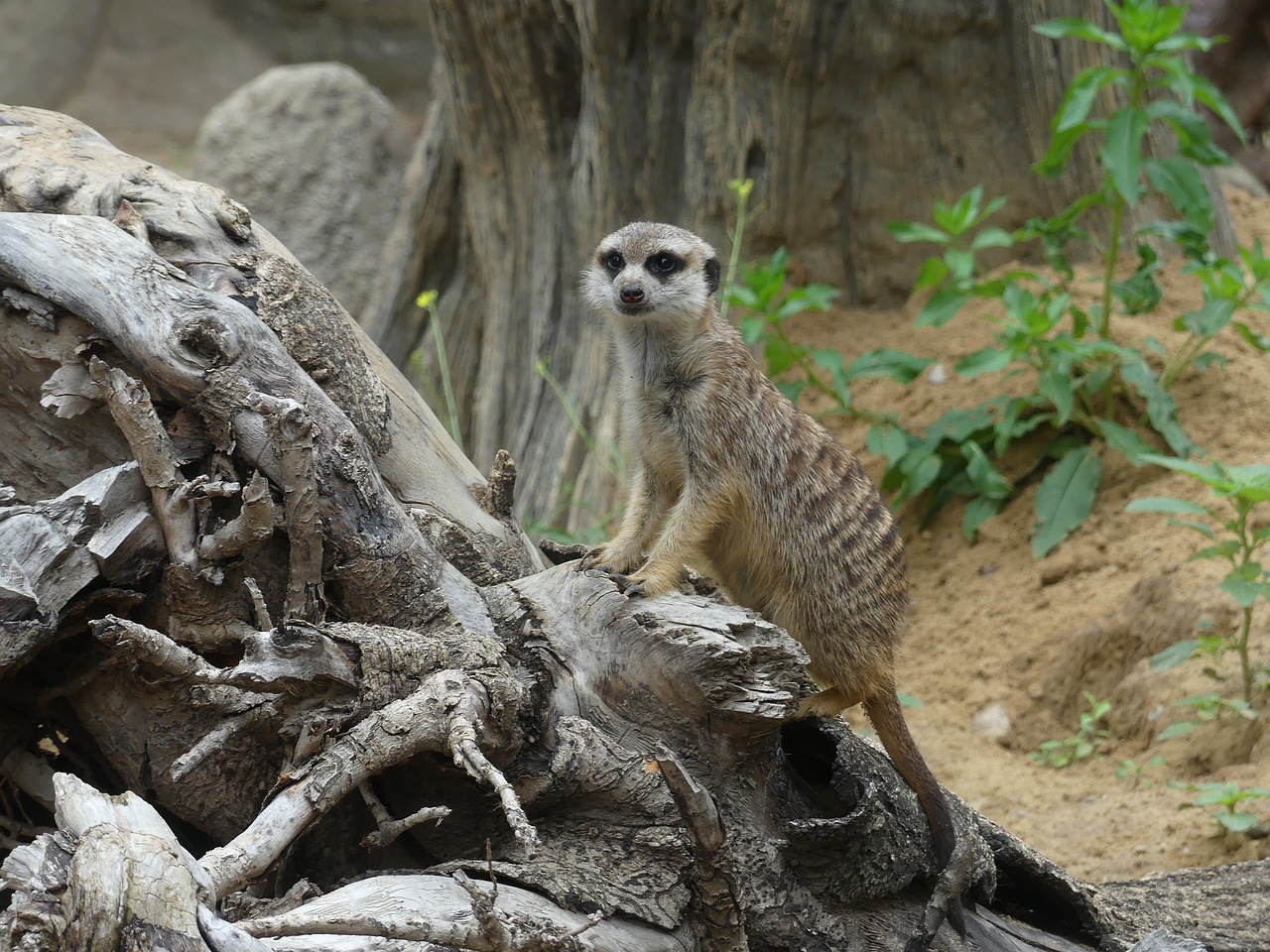 meerkat  wildlife  africa free photo