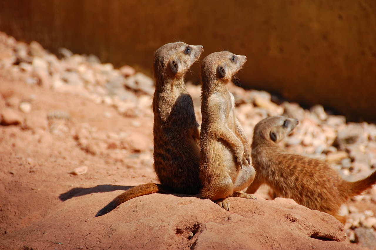 meerkat  cute  animal free photo