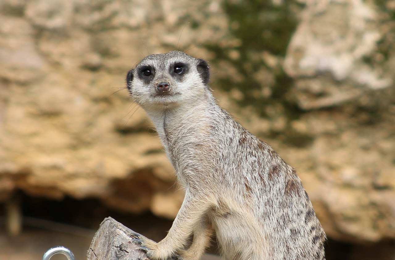 meerkat mammal funny free photo