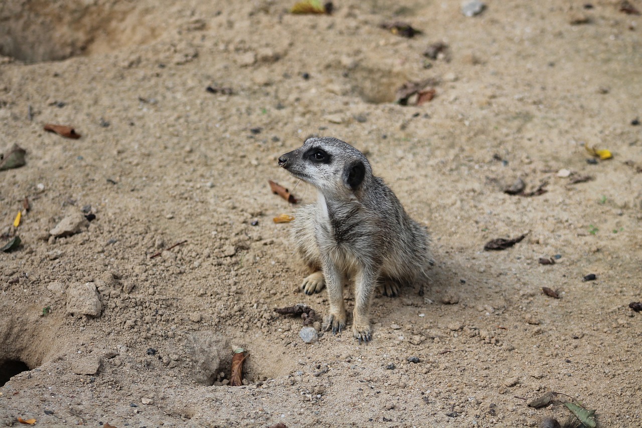 meerkat mammal animal free photo