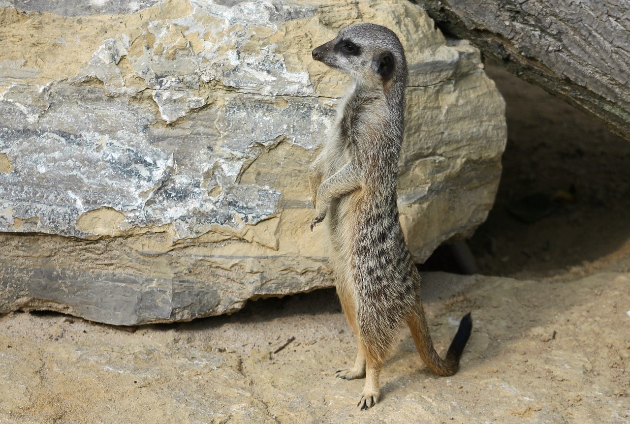 meerkat mammal animal free photo