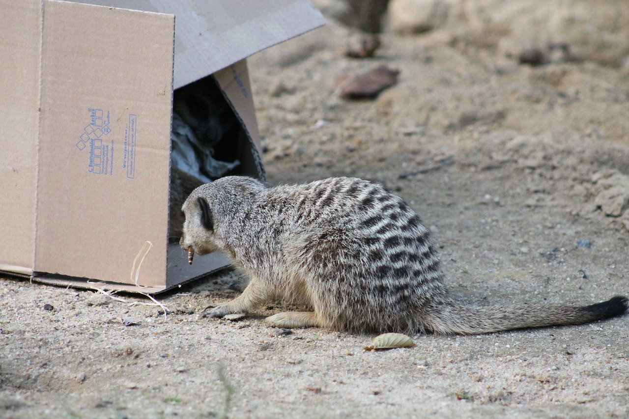 meerkat mammal animal free photo