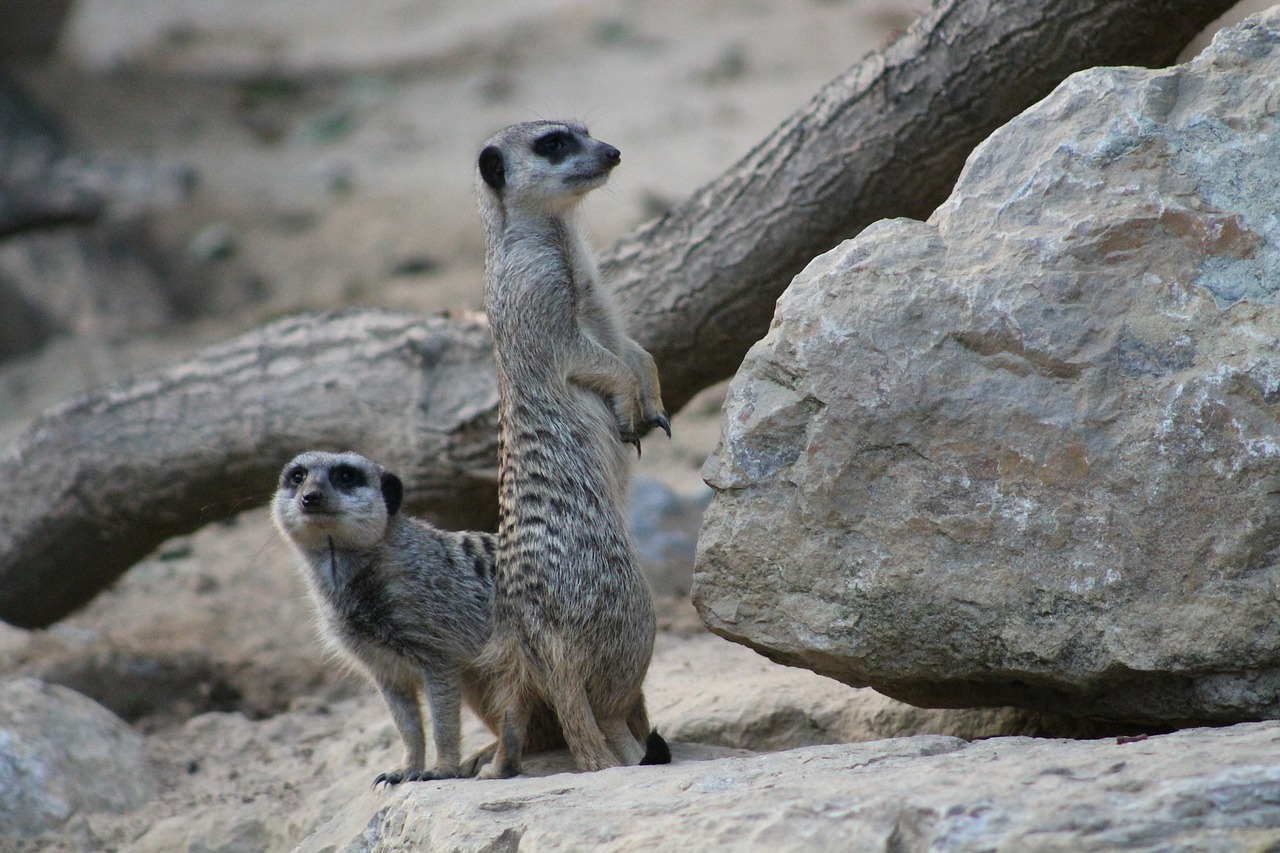 meerkat mammal funny free photo