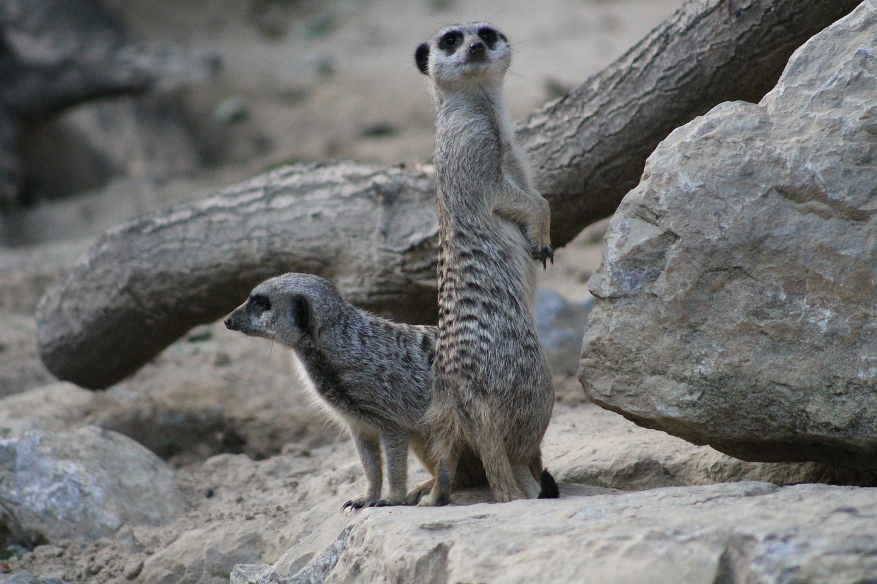 meerkat mammal funny free photo