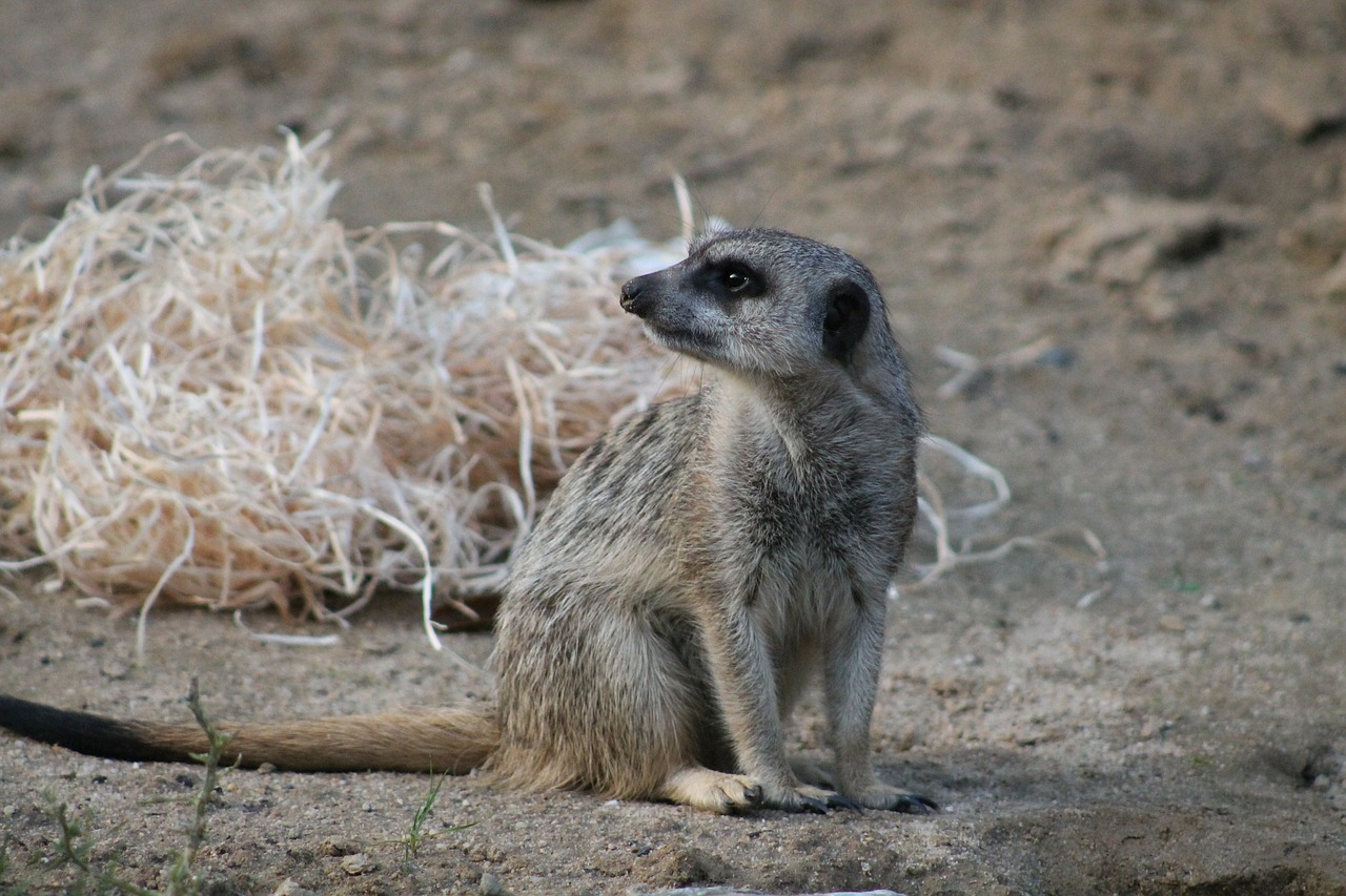 meerkat mammal funny free photo