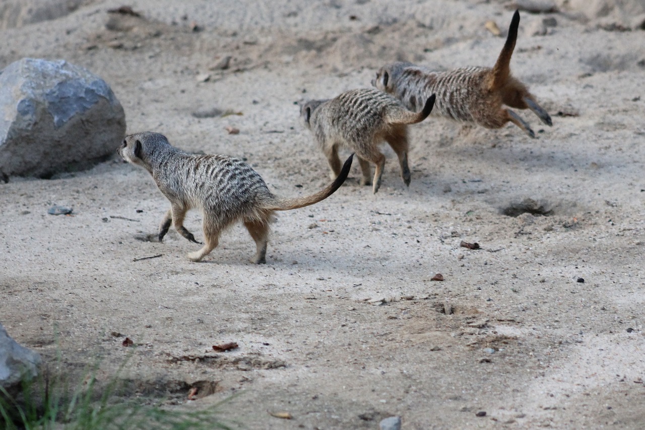 meerkat mammal animal free photo