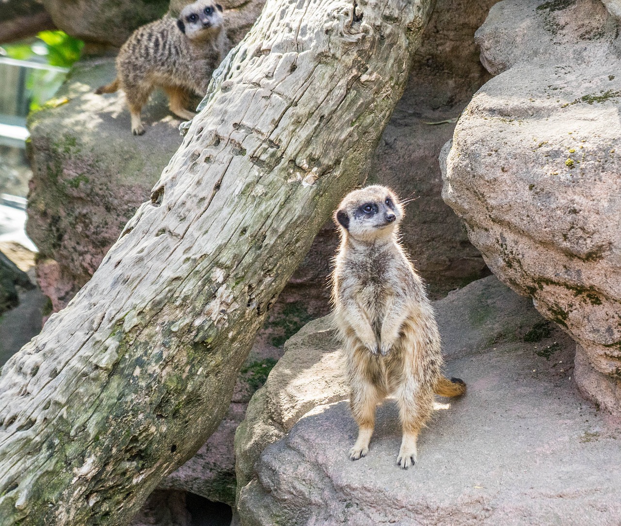 meerkat park nature free photo