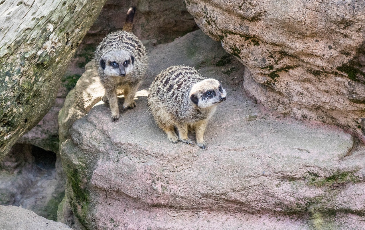 meerkat nature cute free photo