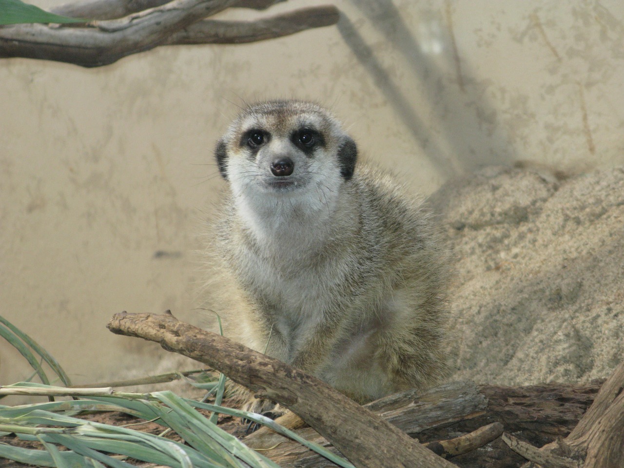 meerkat animal mammal free photo