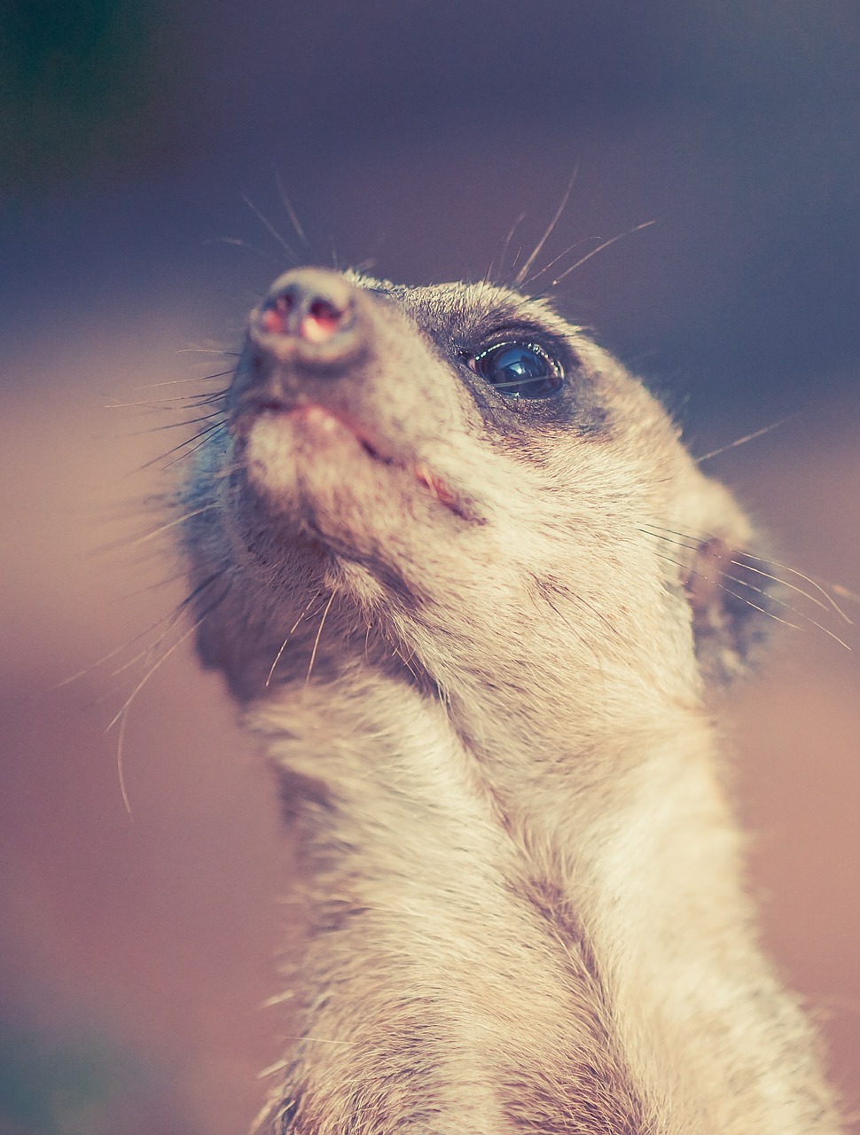 meerkat animal africa free photo