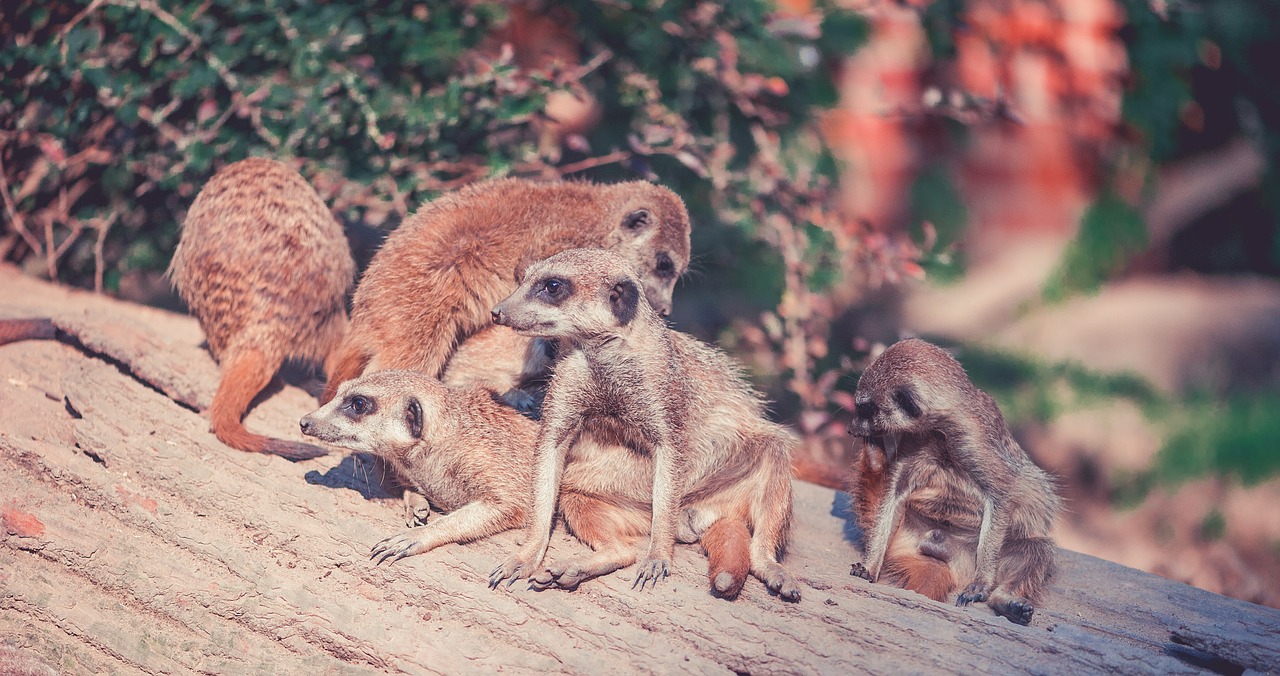 meerkat animals zoo free photo