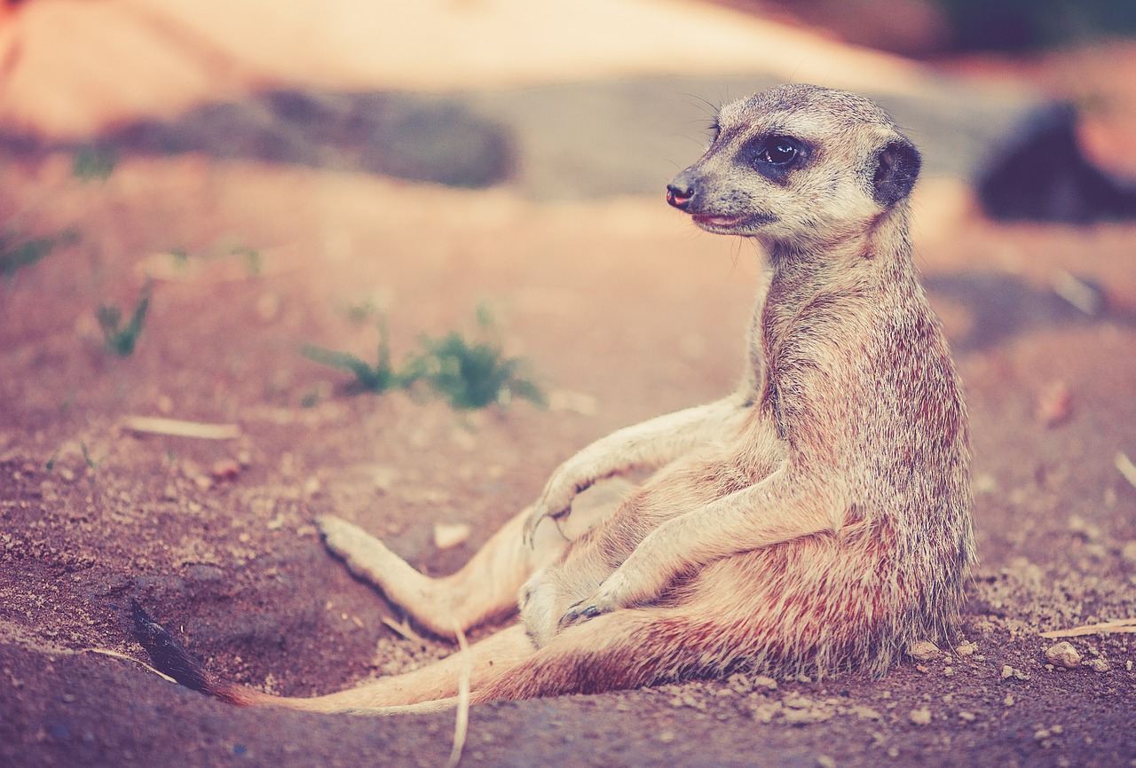 meerkat animal africa free photo