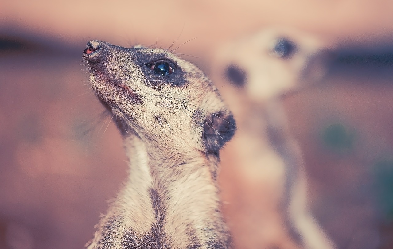 meerkat nature animal free photo