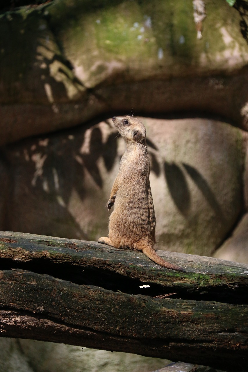 meerkat animal mammal free photo