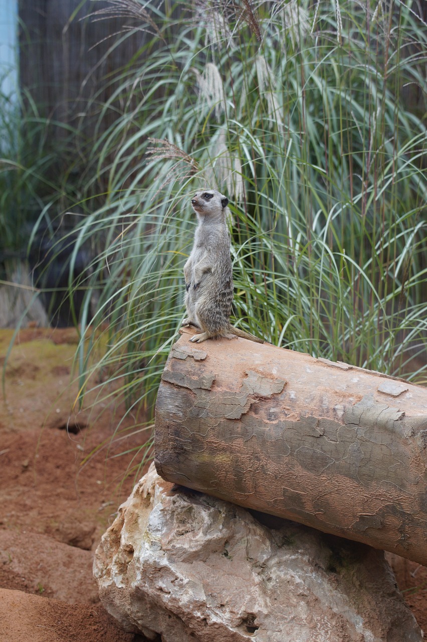 meerkat supervisor supervision free photo