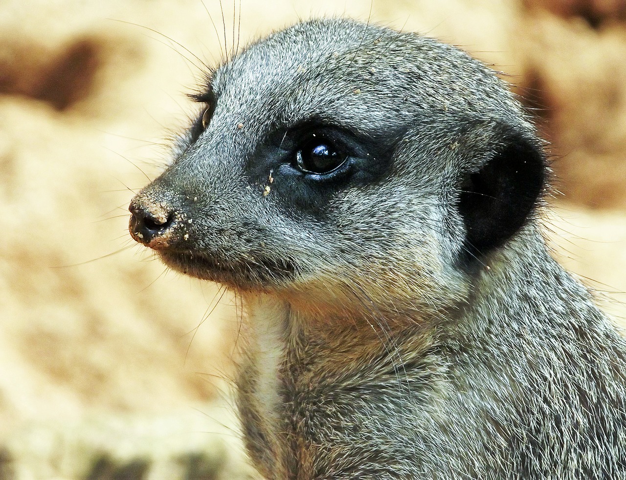 meerkat mammal animal free photo