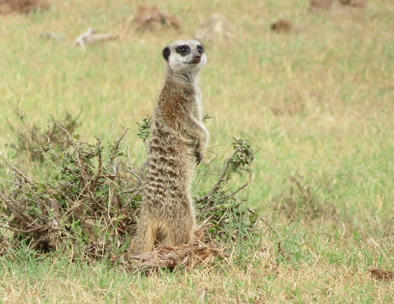 meerkat south africa park free photo