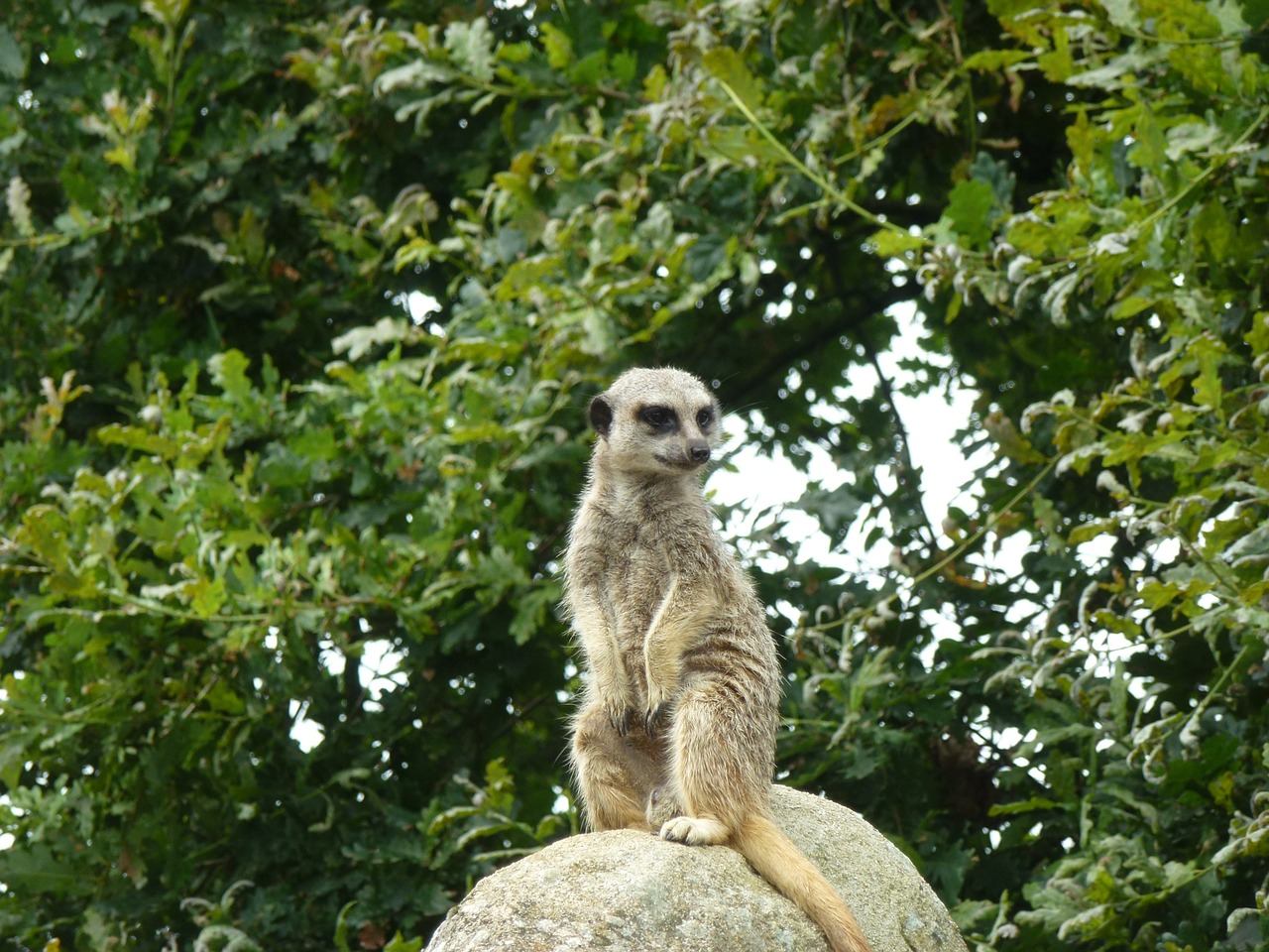 meerkat animals cute free photo