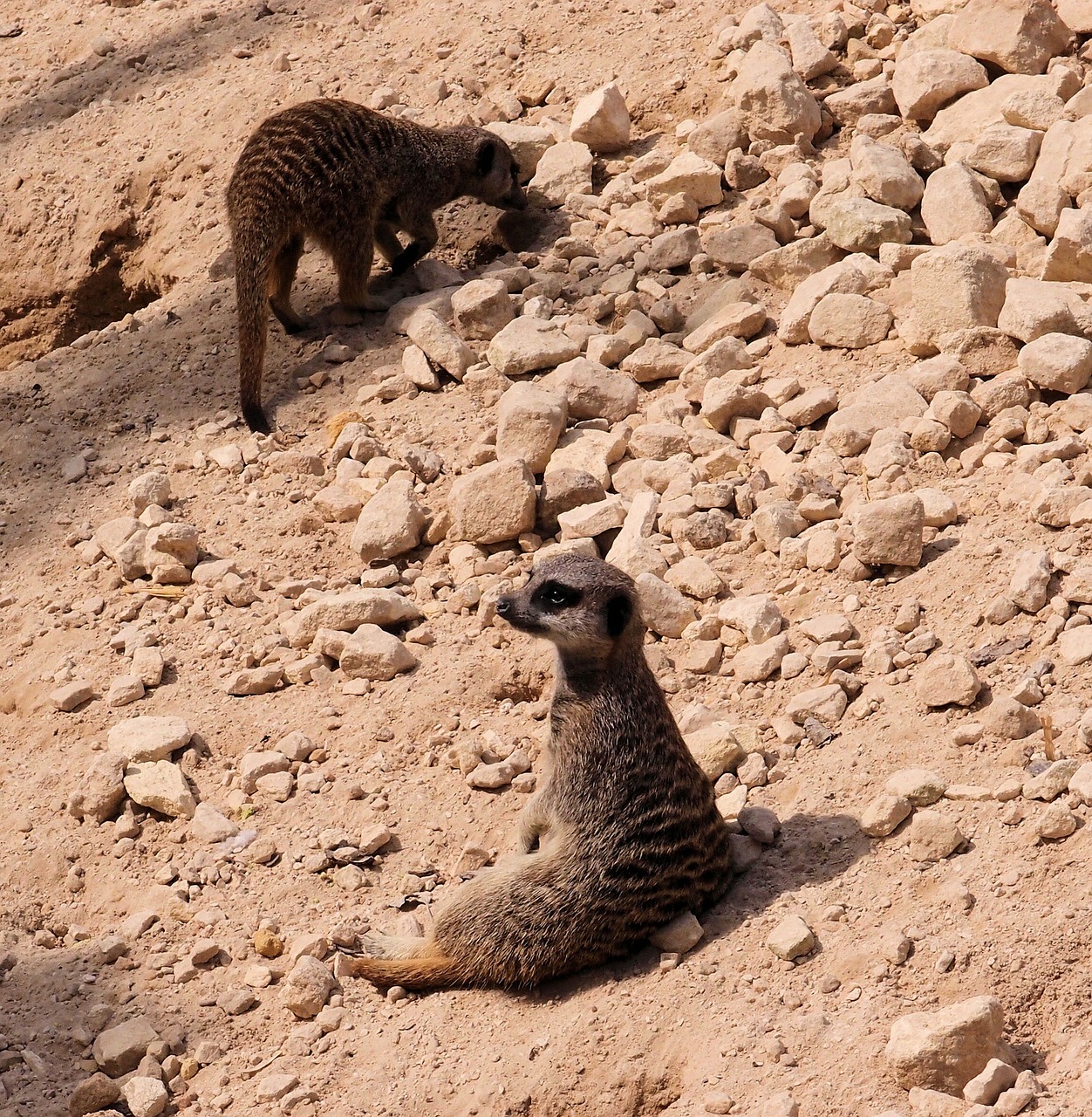 meerkat animal wildlife free photo
