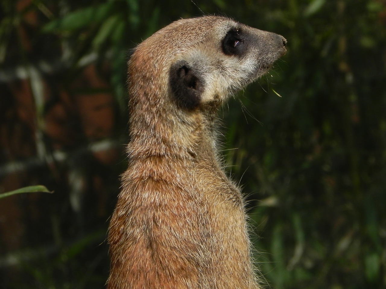 meerkat animal funny free photo