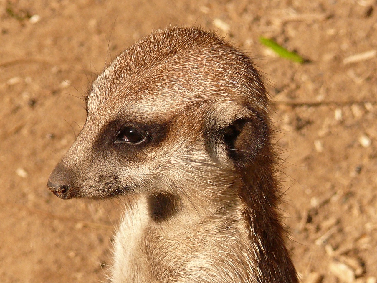 meerkat animal nature free photo