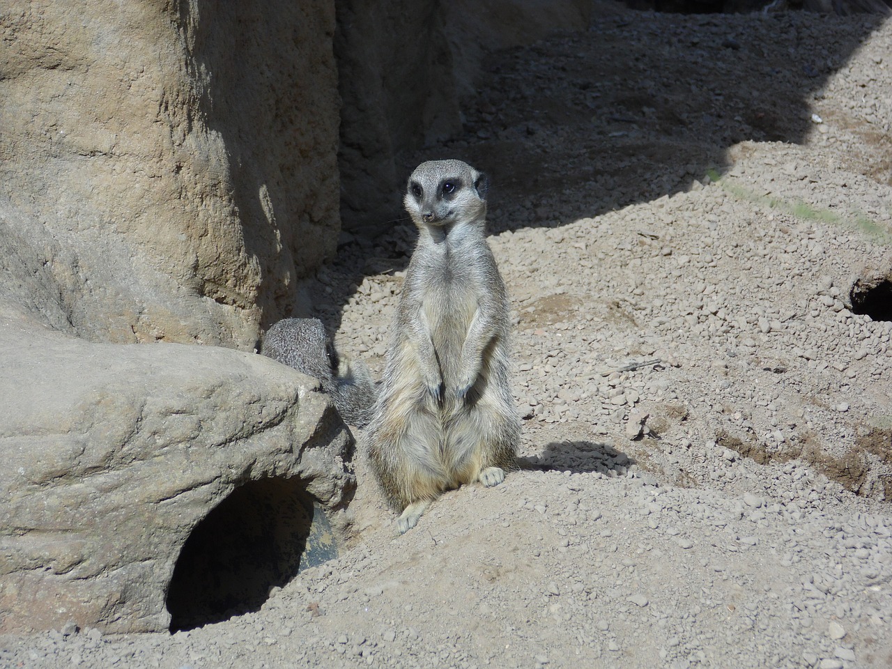 meerkat animal mammal free photo