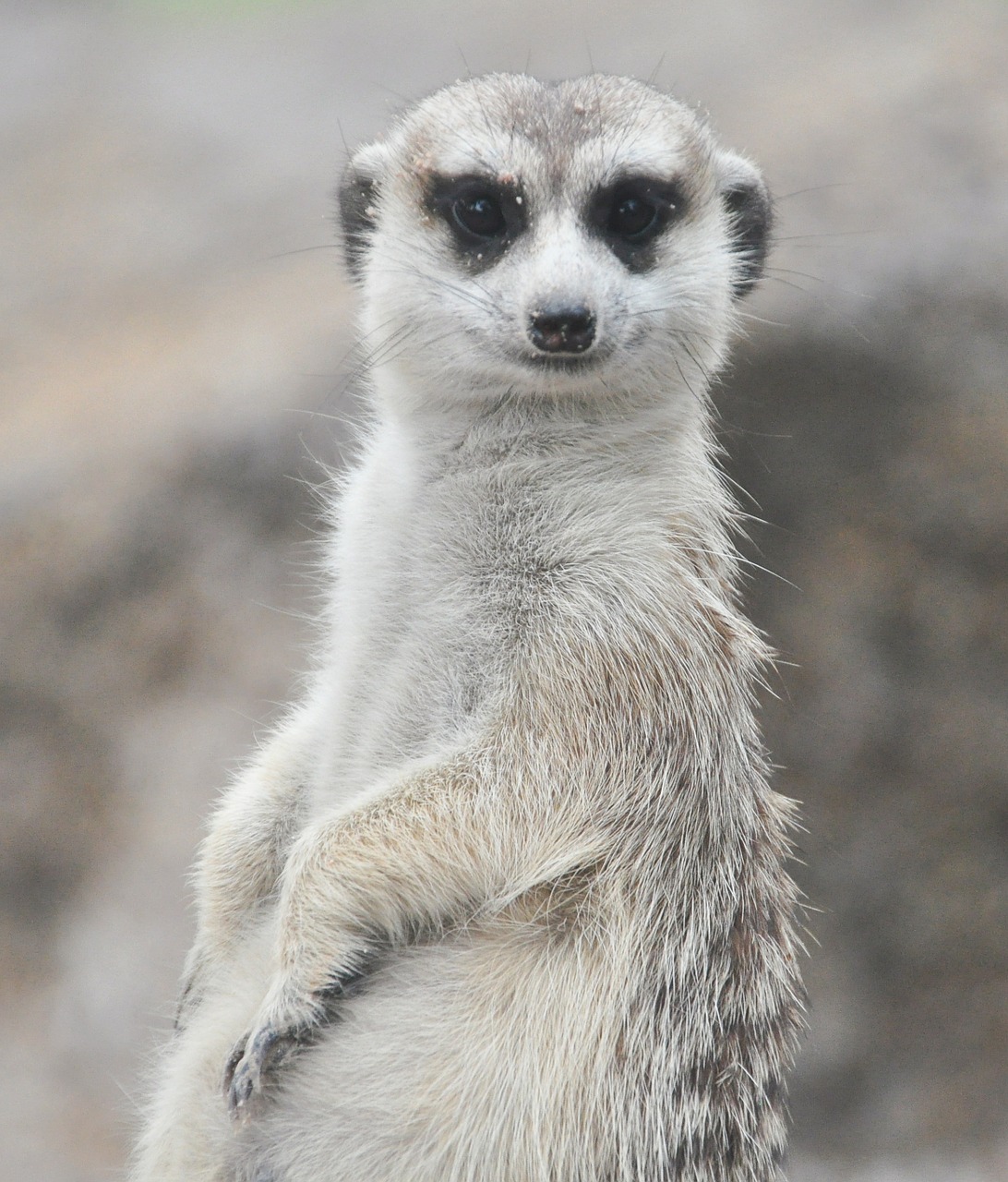 meerkat animals portrait free photo