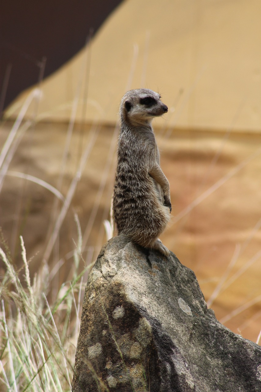 meerkat mammal wildlife free photo