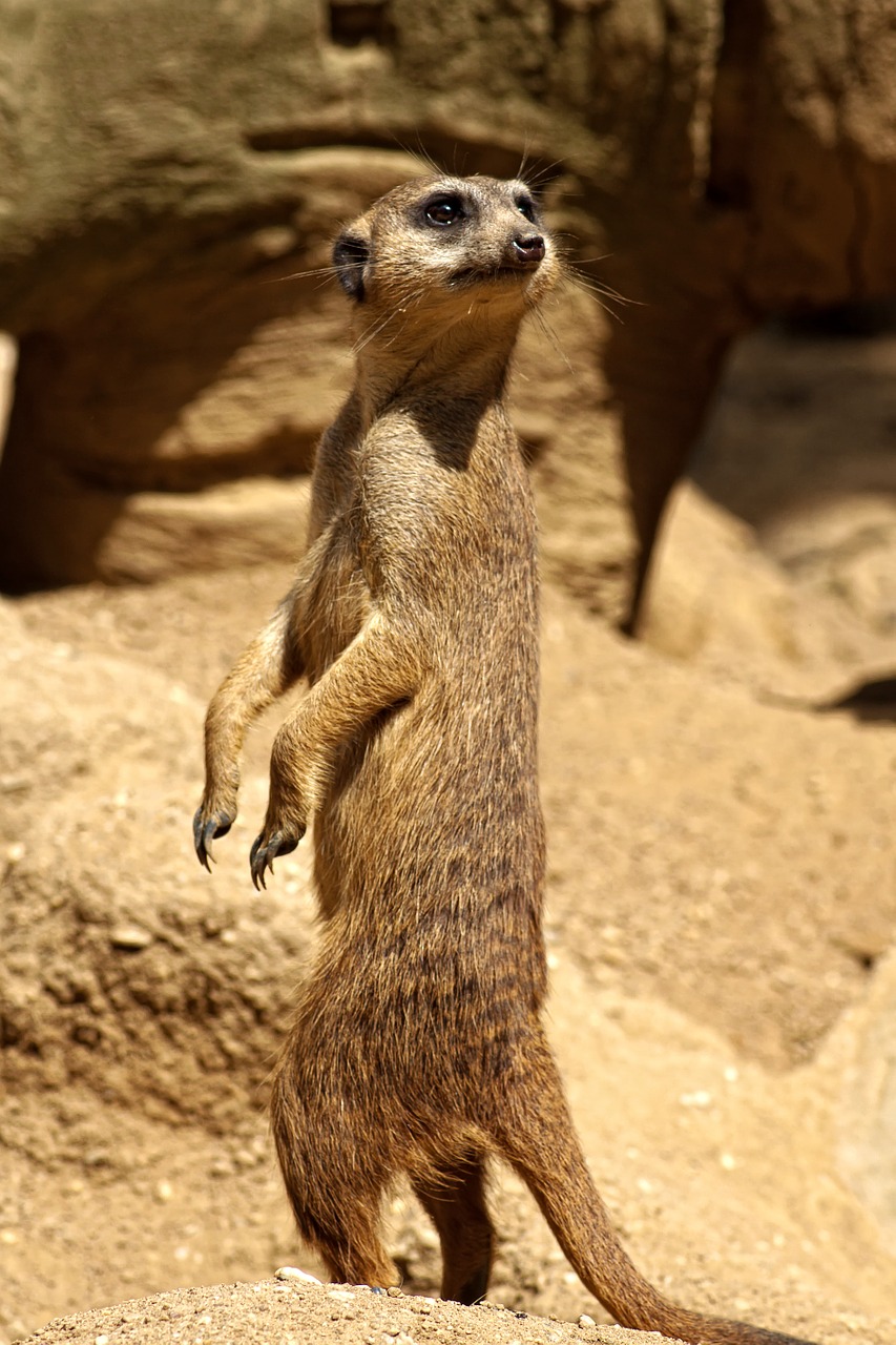 meerkat savannah africa free photo