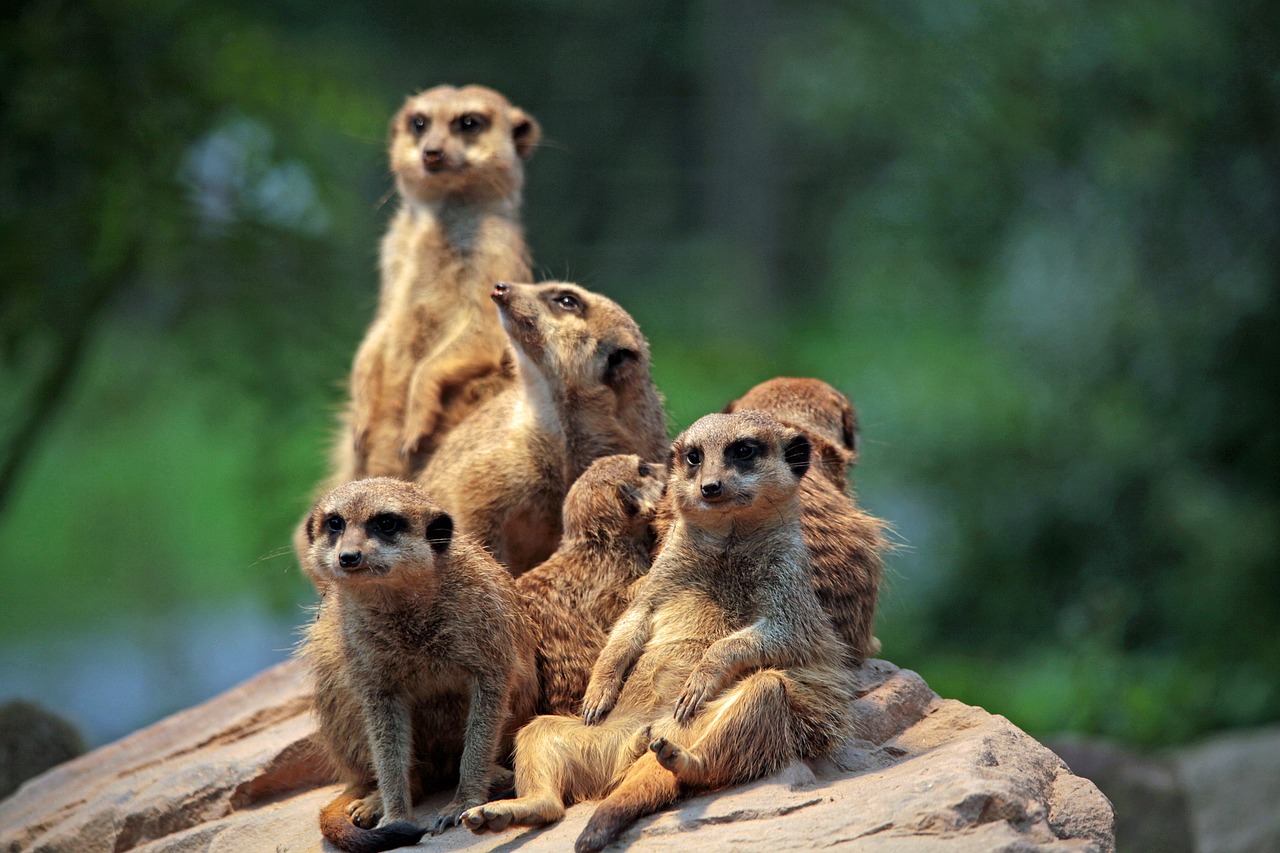 meerkat zoo sit free photo