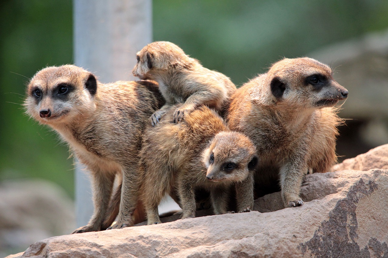 meerkat group cute free photo