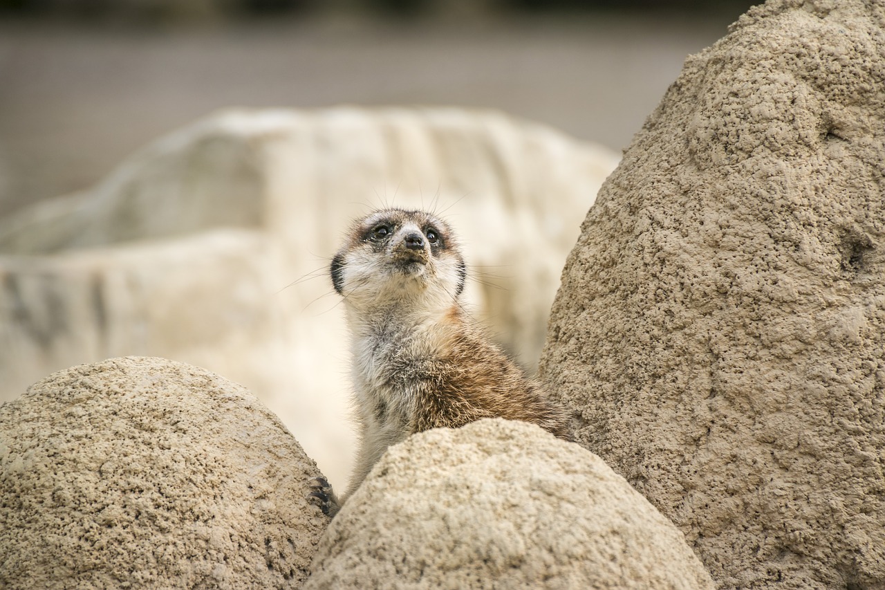 meerkat zoo curious free photo