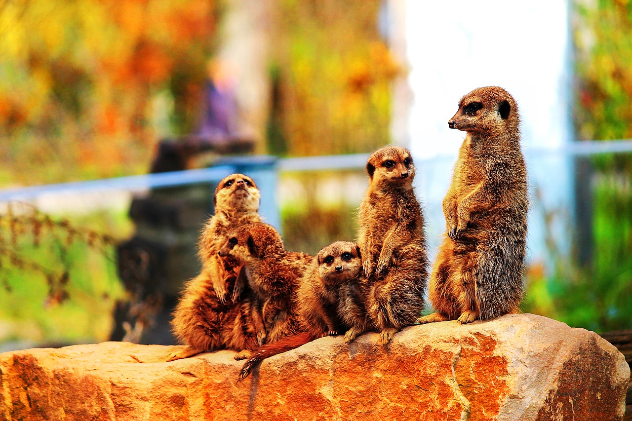 meerkat meercat scharrtier free photo