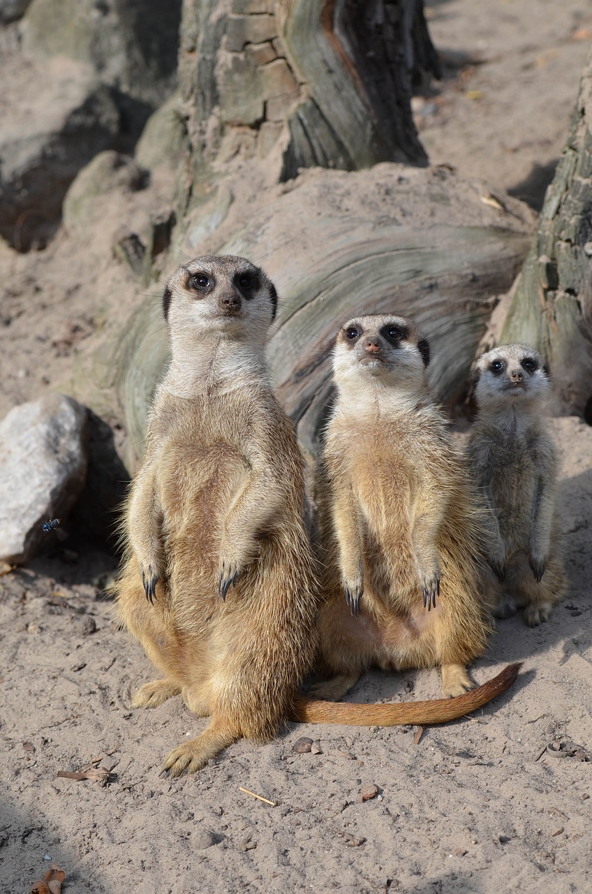 meerkat zoo sweet free photo