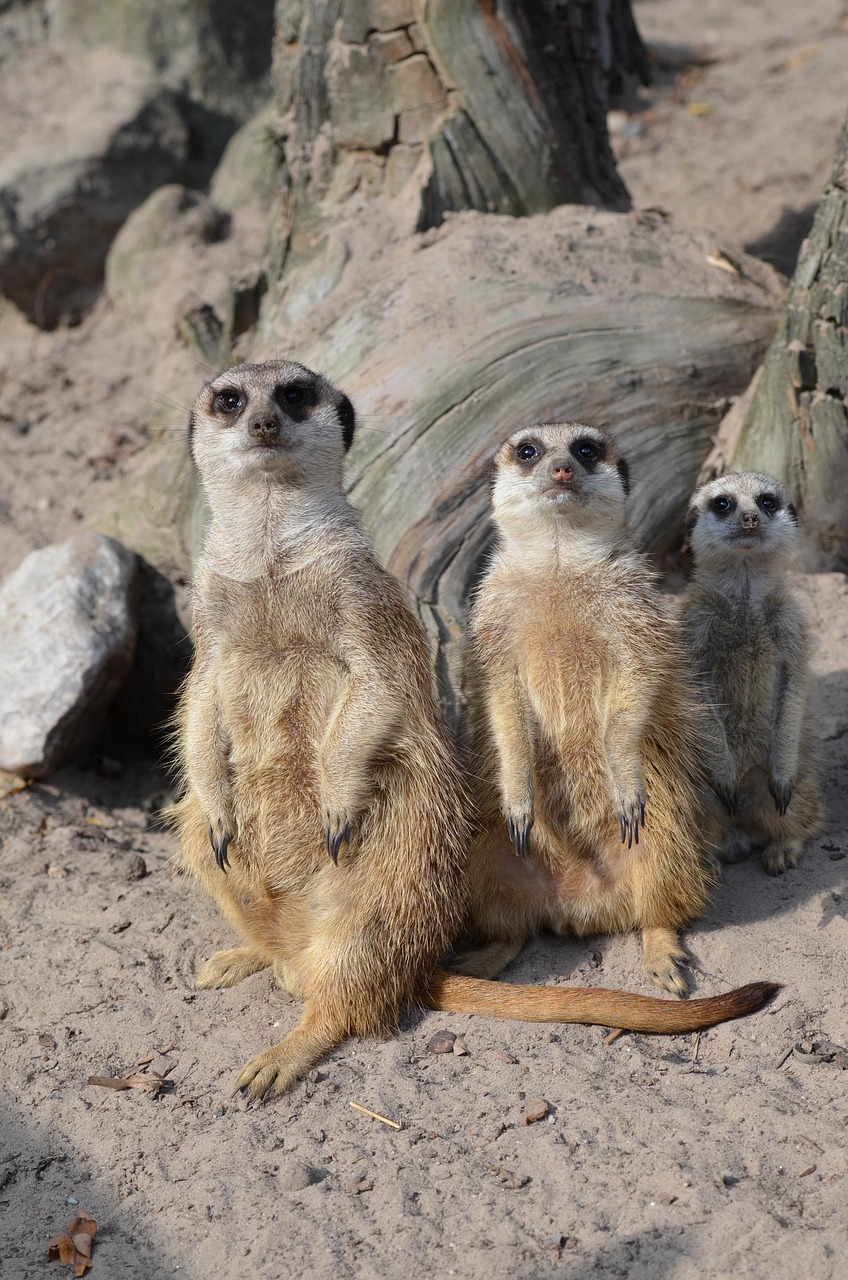 meerkat zoo sweet free photo