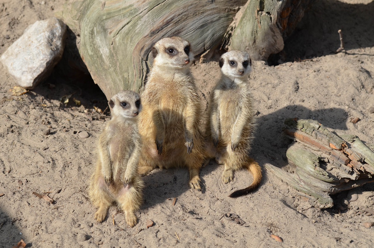 meerkat zoo sweet free photo