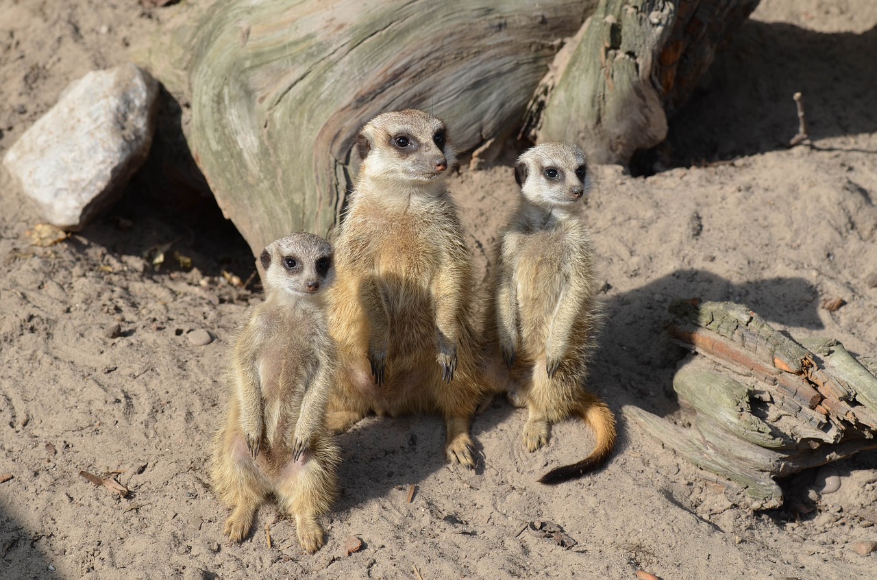 meerkat zoo sweet free photo