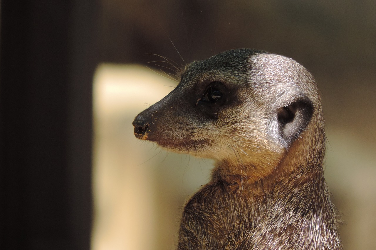 meerkat zoo animal free photo