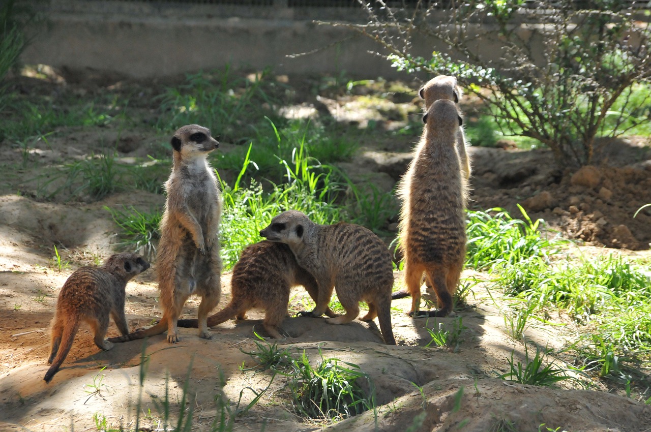 meerkat animals curious free photo