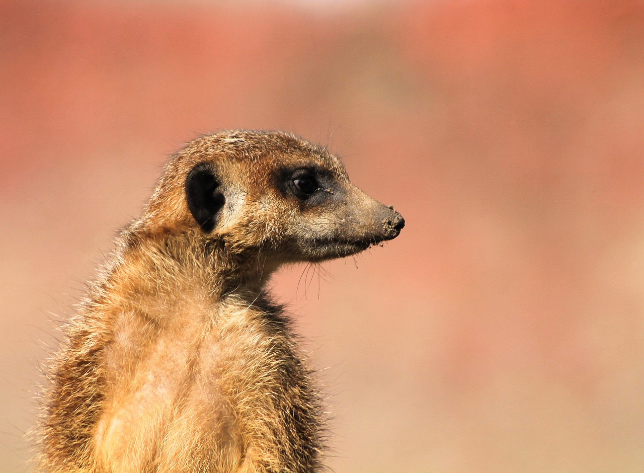 meerkat portrait animal free photo