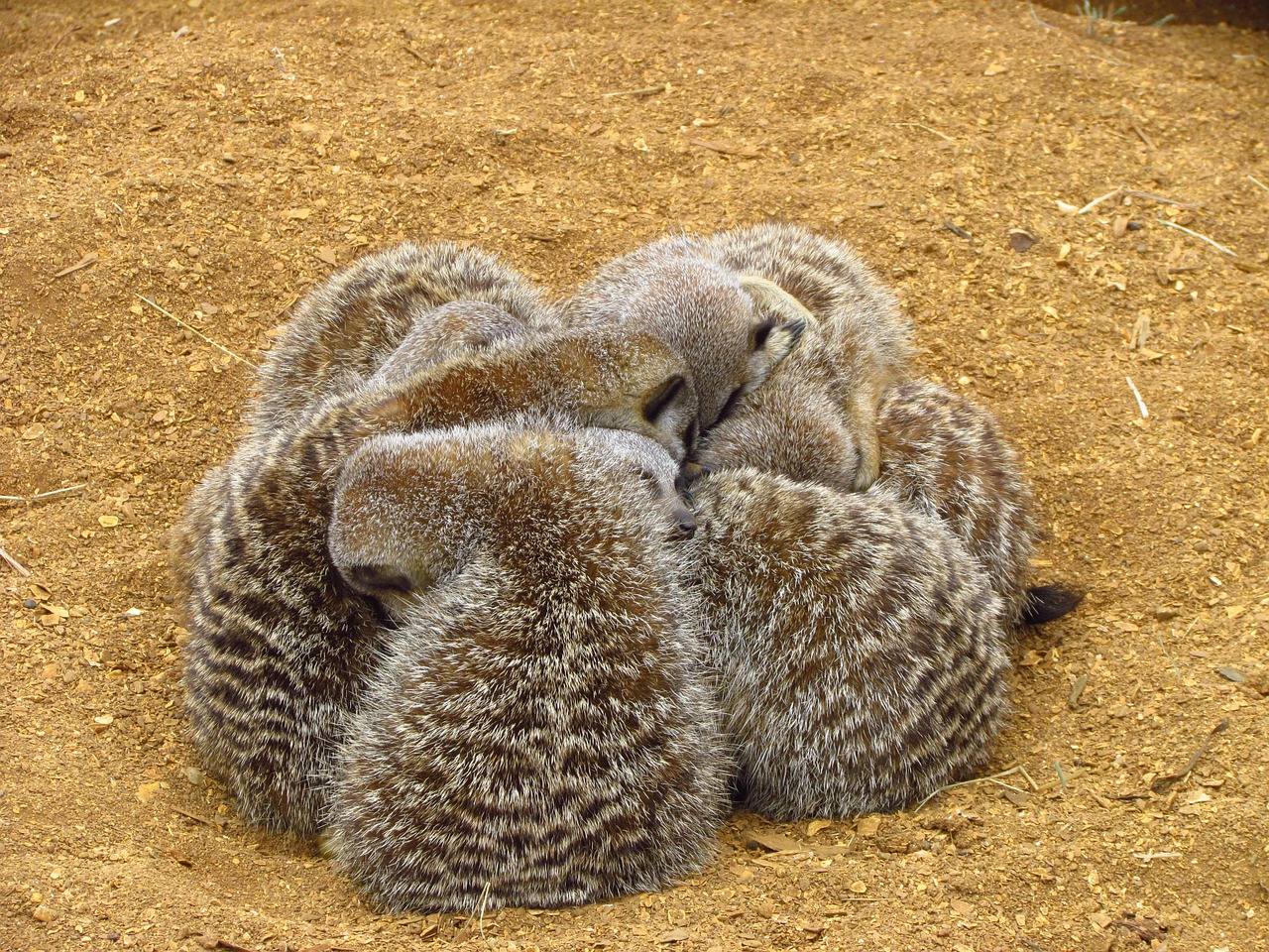 meerkat cuddle sand free photo