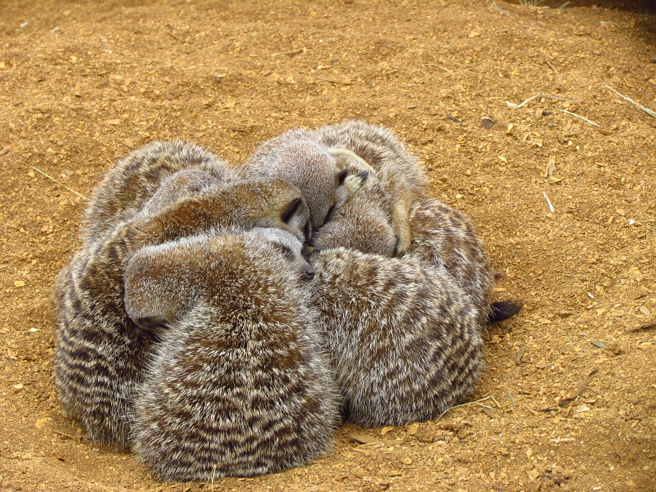 meerkat cuddle sand free photo