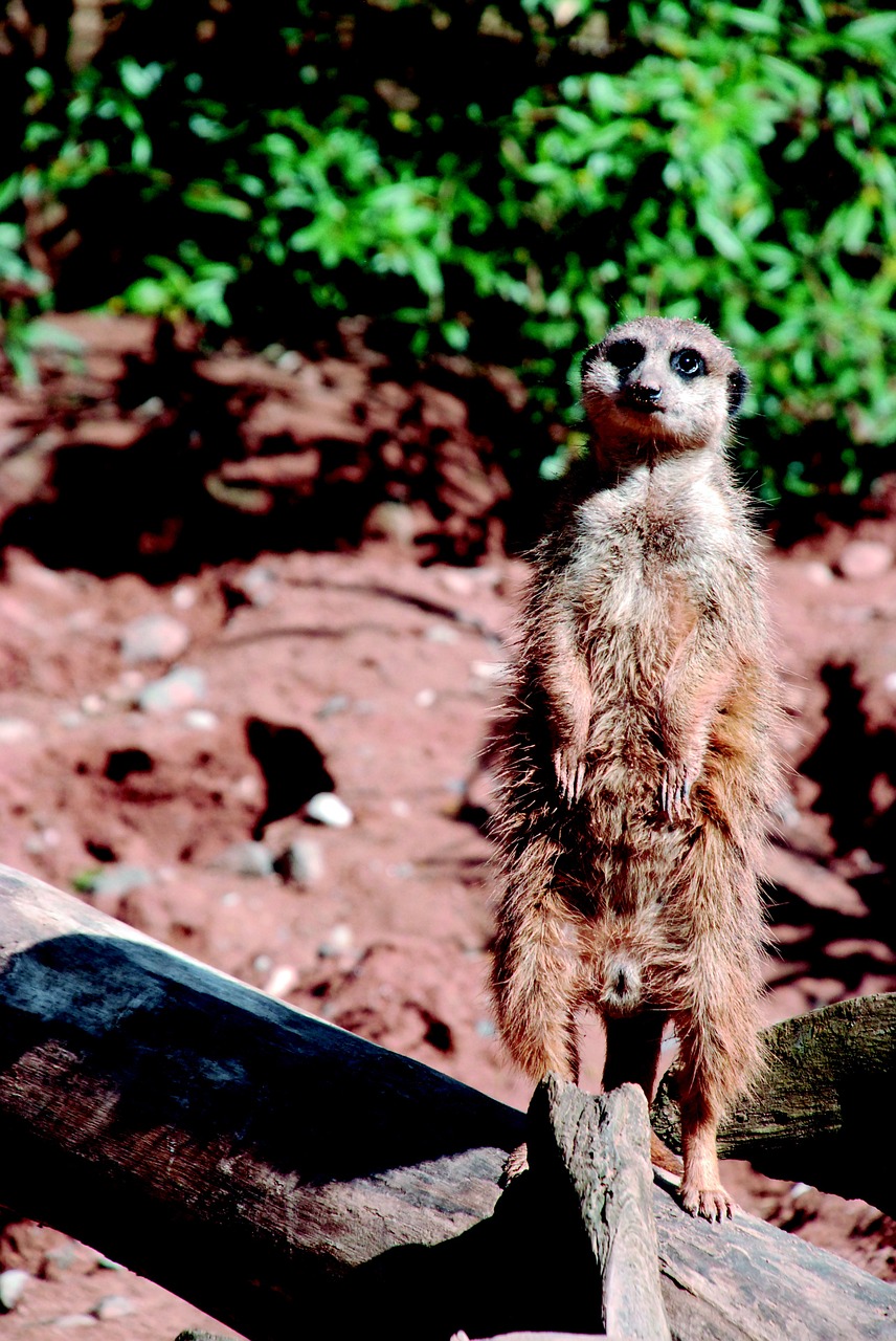 meerkat zoo animal free photo