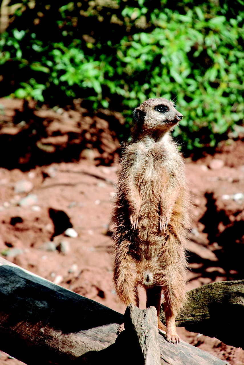 meerkat zoo sand free photo