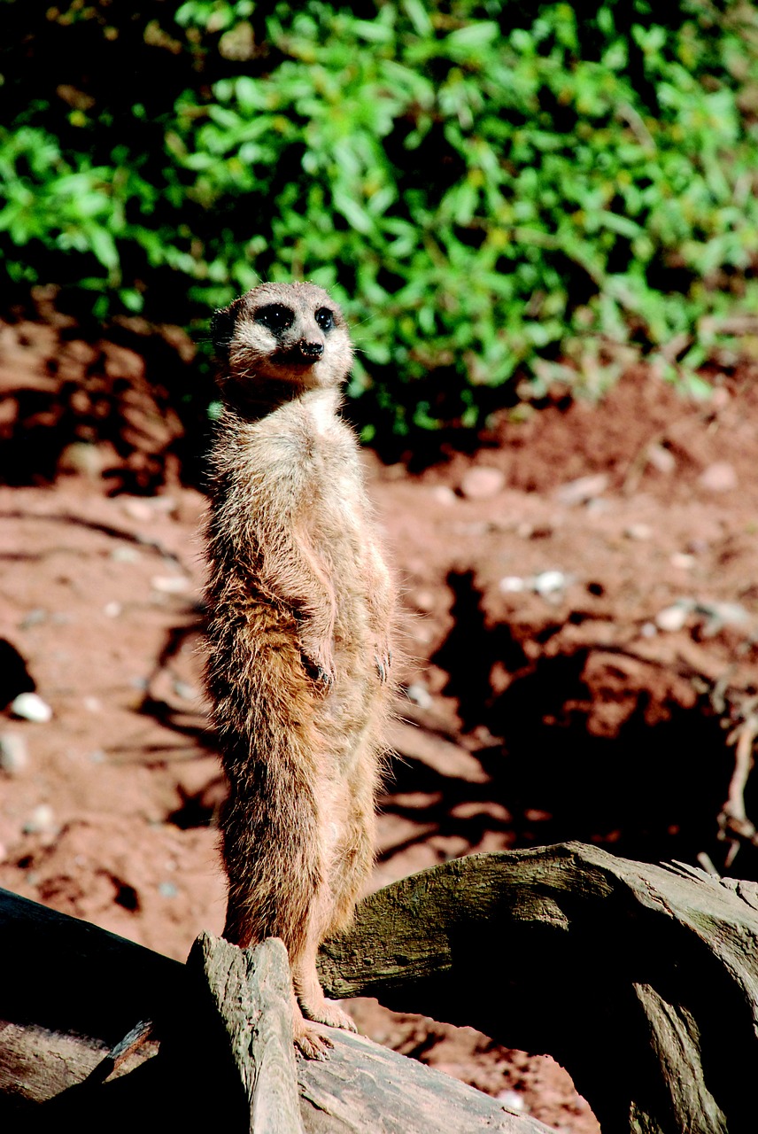 meerkat zoo sand free photo