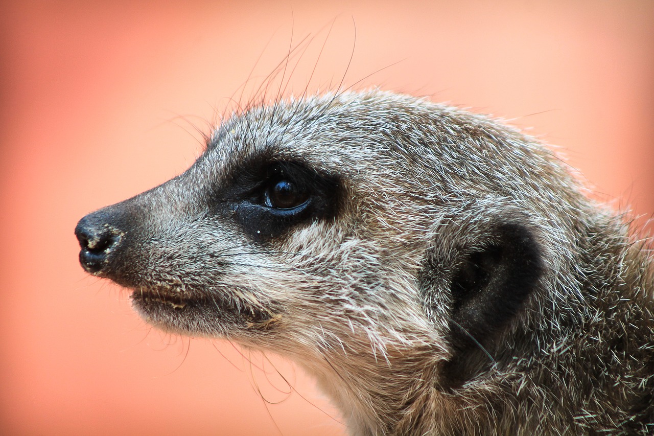 meerkat nature portrait free photo