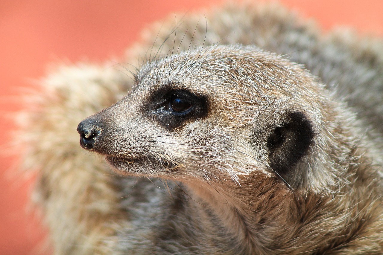 meerkat portrait animal free photo