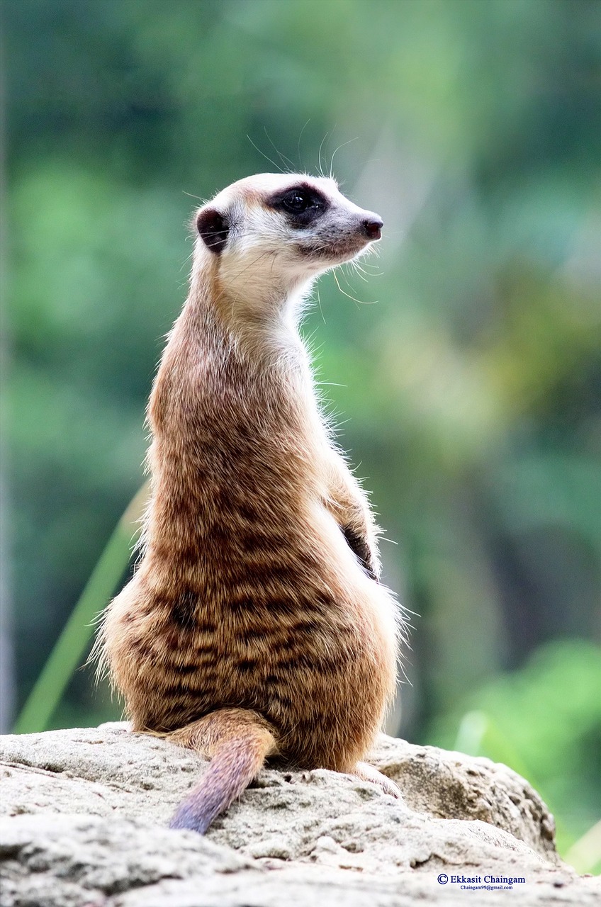 meerkat zoo suricata suricatta free photo