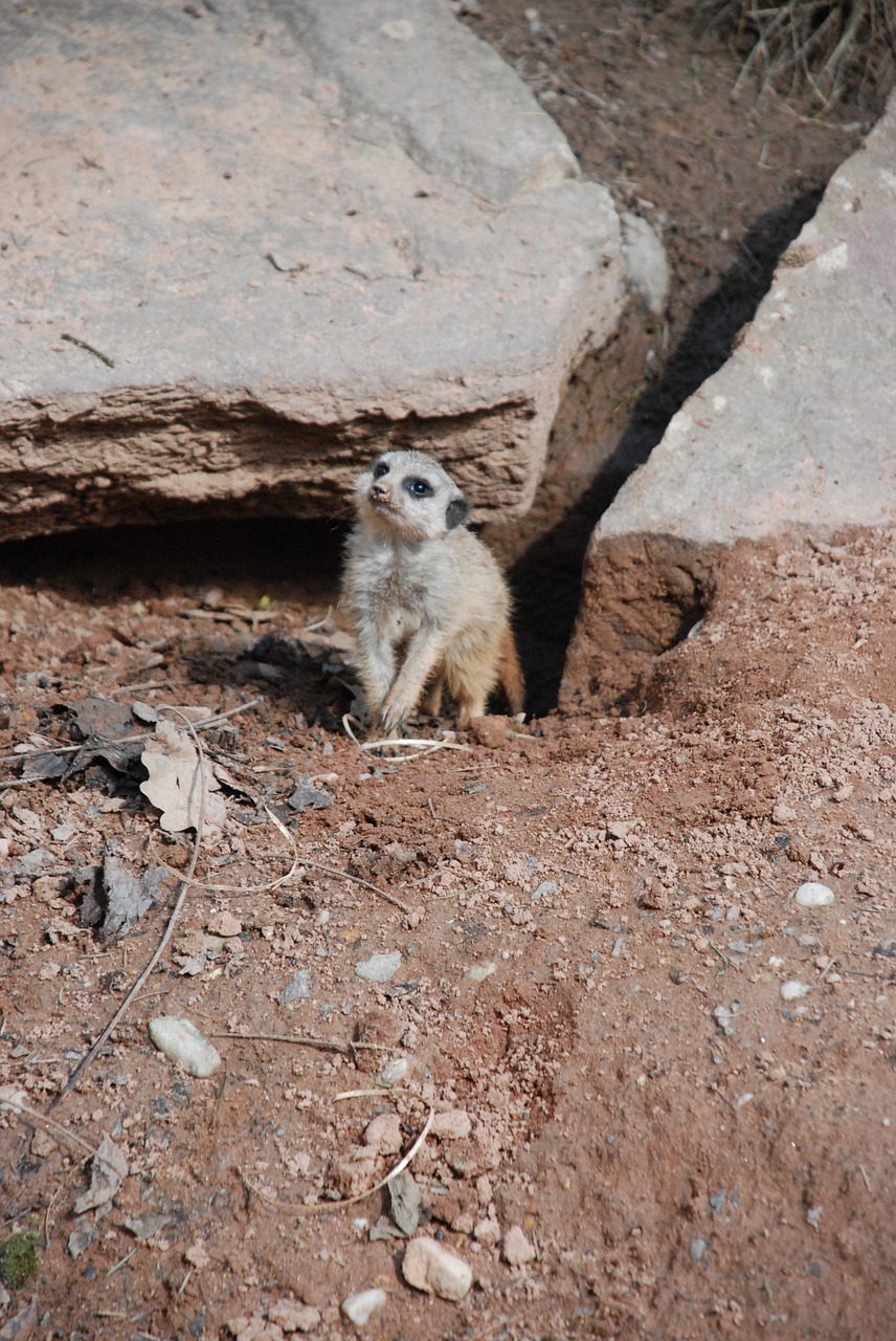 meerkat zoo nature free photo